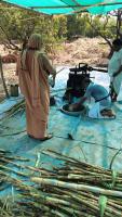 HH Swamiji's visit to Kembre-Alemane Traditional sugarcane crushing and Processing Unit (7 April 2025)